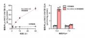 図2　SLC46A3によるLys-SMCC-DM1輸送活性.jpg